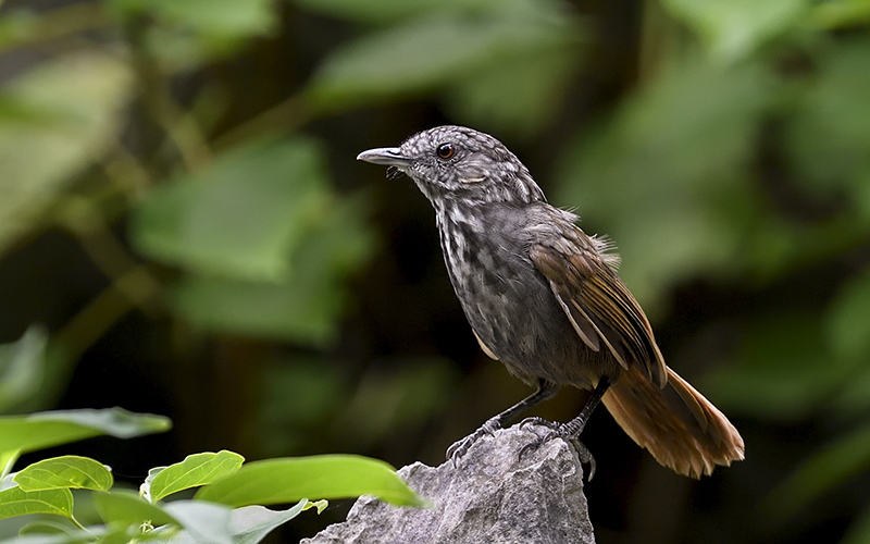 Greyish Limestone-babbler (Turdinus crispifrons) at Cuc Phuong Birding Trails - Northern Vietnam. Photo by: Bui Duc Tien - Vietnam Bird Photography Tours - Vietbirdphototours.com